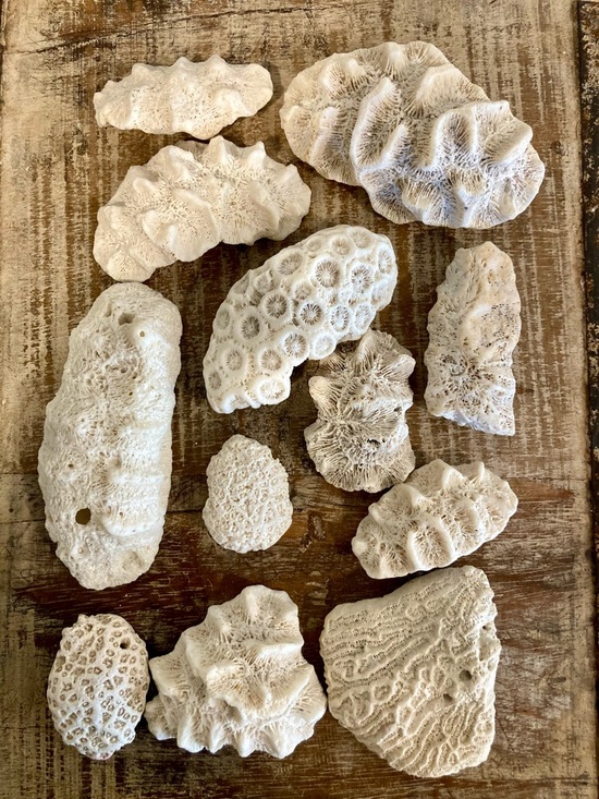 Other - Fossilized Coral Collection 12 Pieces Instant Rock Collection